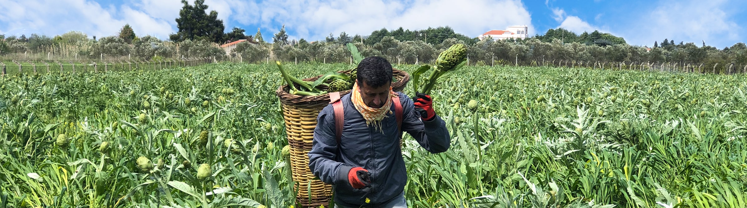 Uluslararası Urla Enginar Festivali